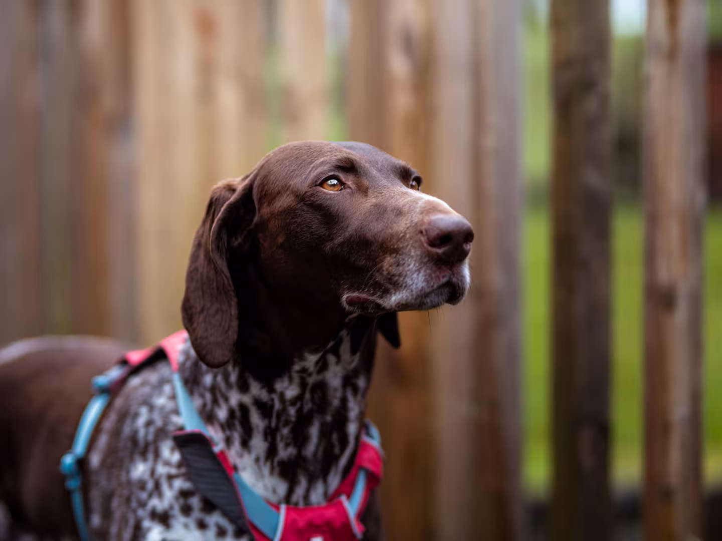 Portrait of a dog 