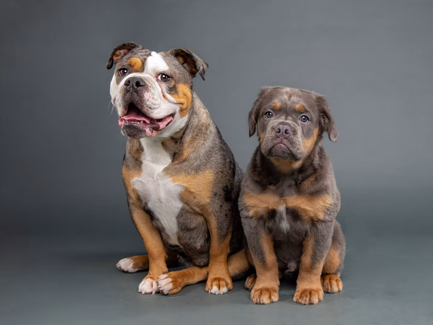 Two small dogs side by side