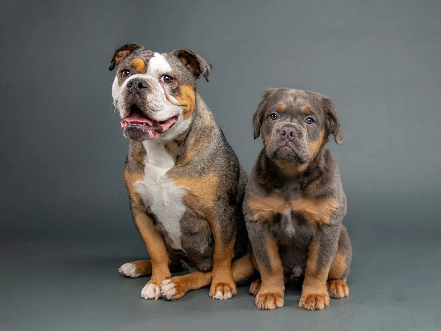 Two small dogs side by side