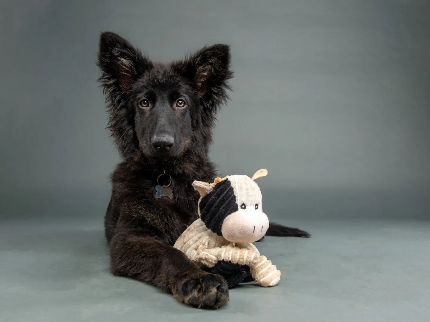 Black dog laying down with its toy sheep