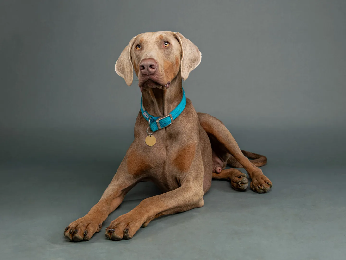 Large dog laying down with head up
