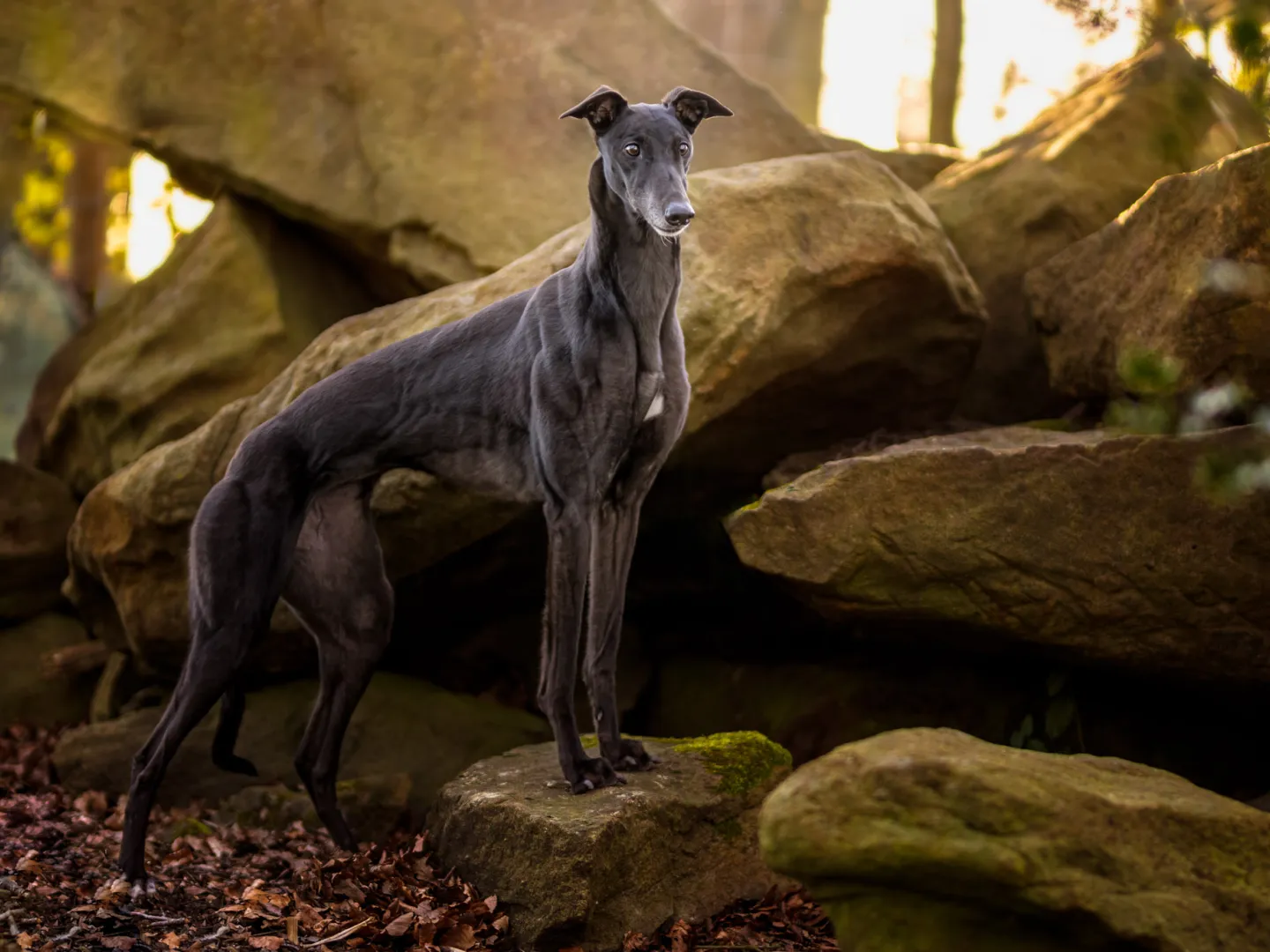 Grey hound standing tall on a rock