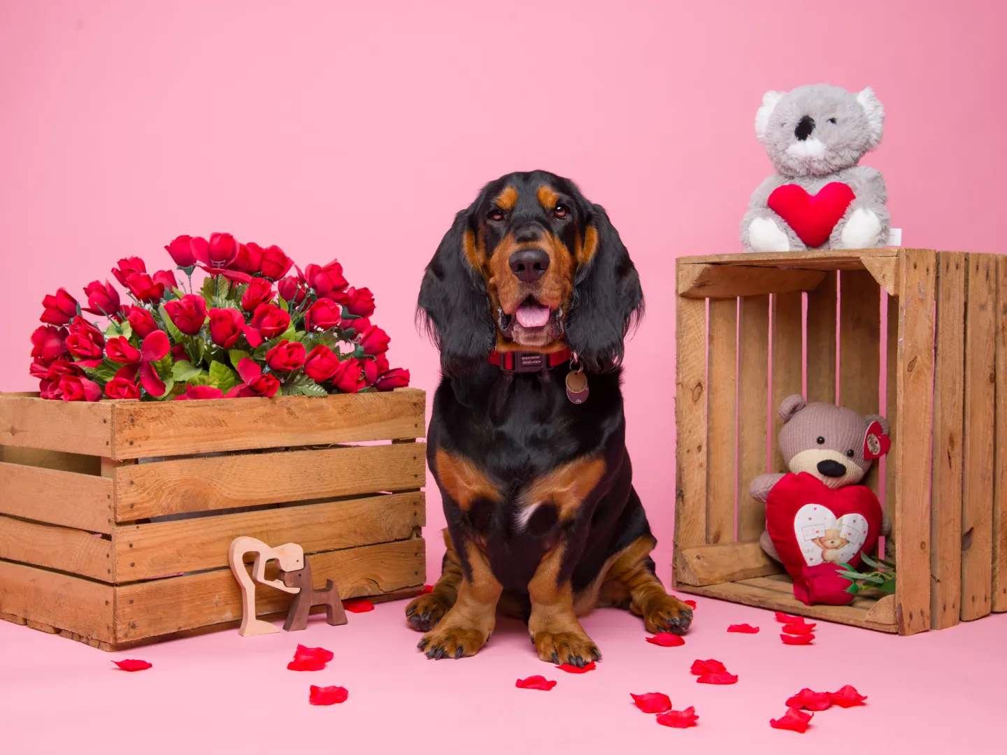 Dog in valentines set pink