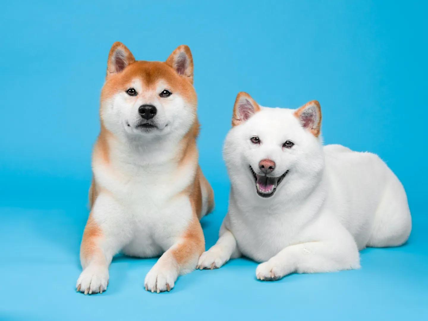 Two Shiba Inu dogs on Blue background