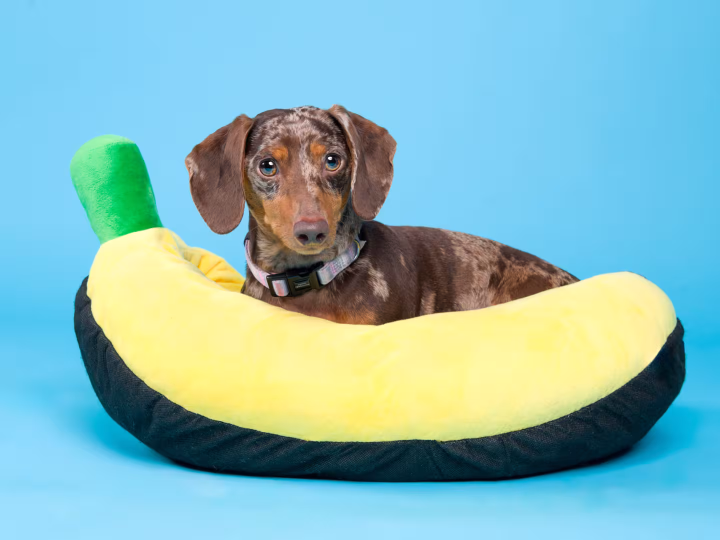 Daschund sitting in a banana bed on blue background