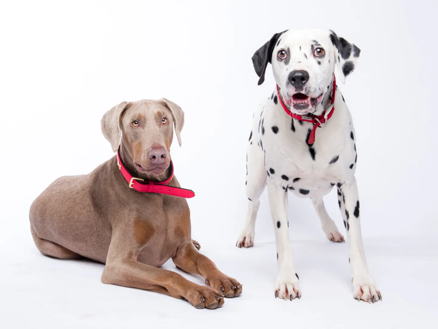Dalmation and doberman dog on white background