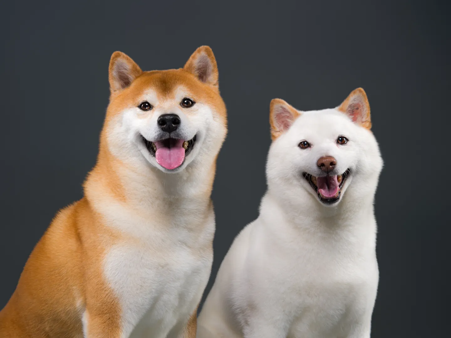 Two Shiba inu dogs portrait 
