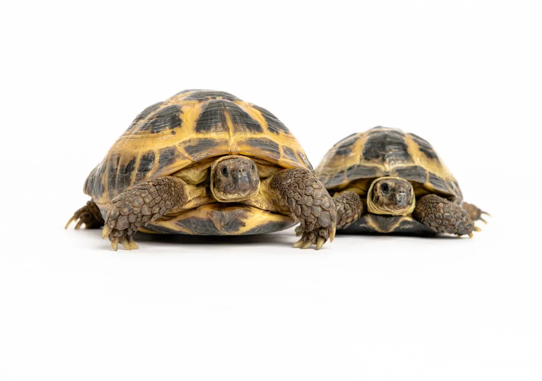 Two tortoises on a white background