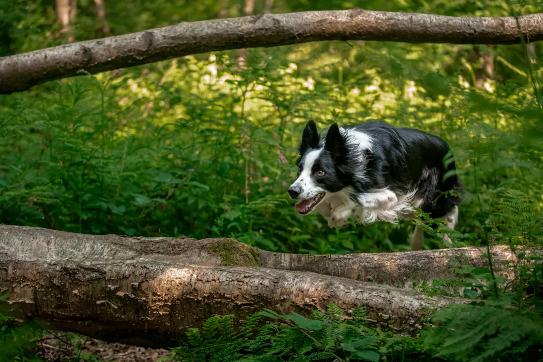 Collie dog jumping over a branch