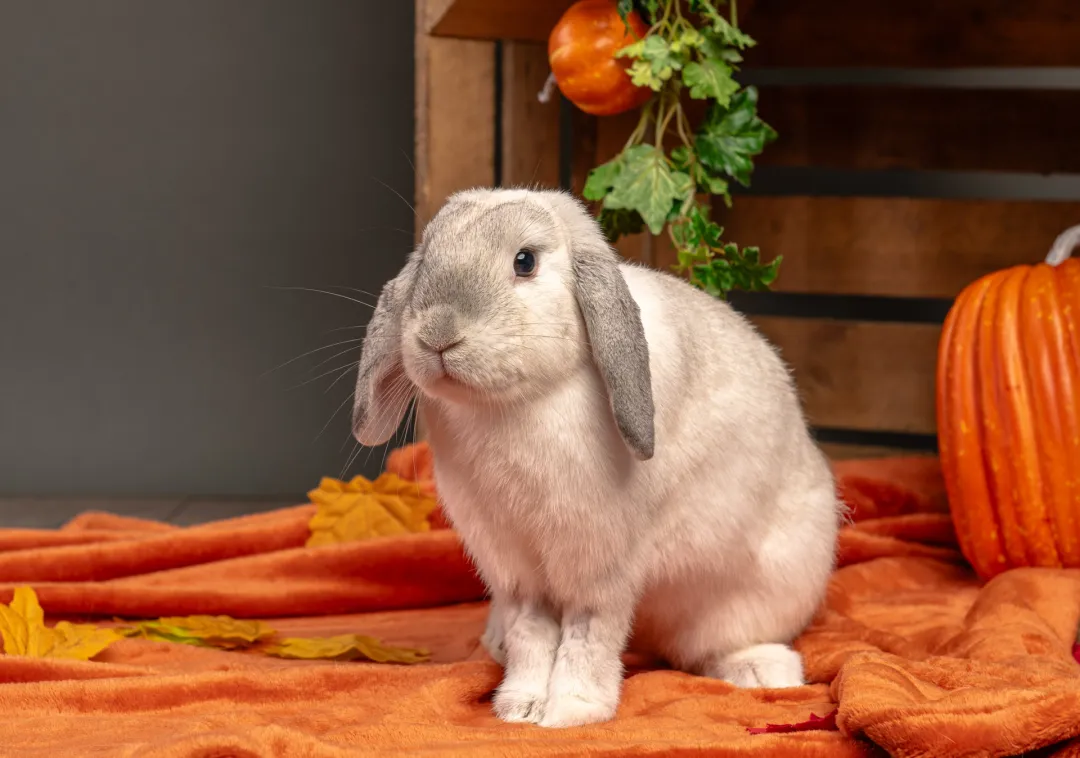Rabbit sitting on a orange throw