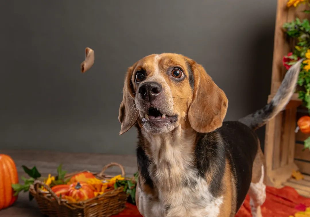 Beagle portrait anticipating a treat