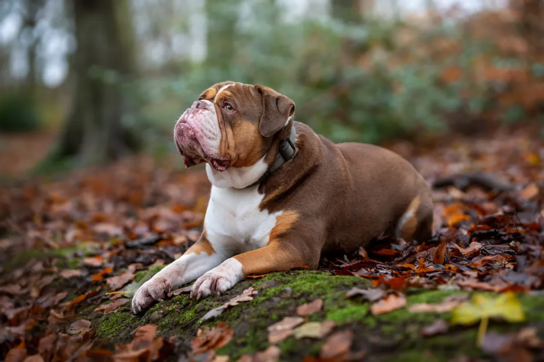 English bulldog laying down in a forest