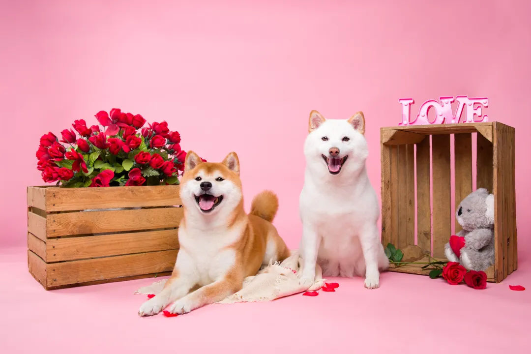 shiba Inu valentines