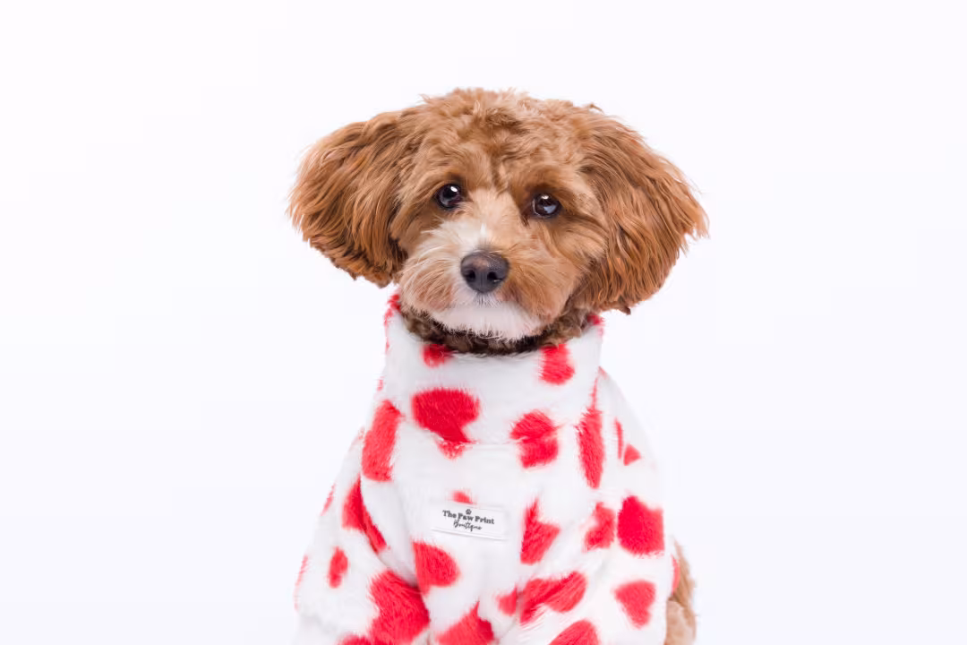 Small dog with heart jacket