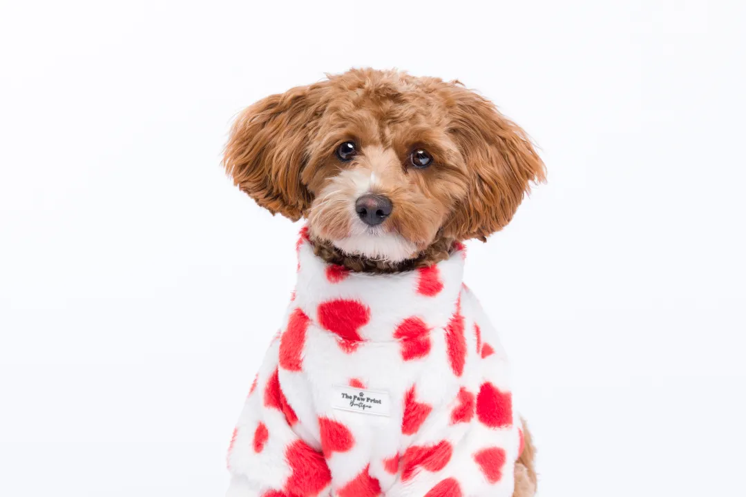 Small dog with heart jacket