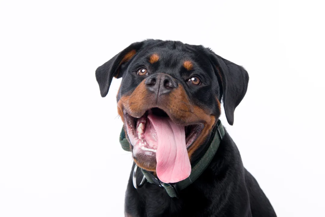 Very happy rottweiler with tongue out