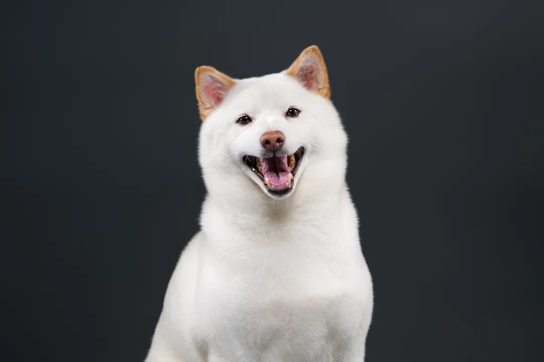 White Shiba Inu