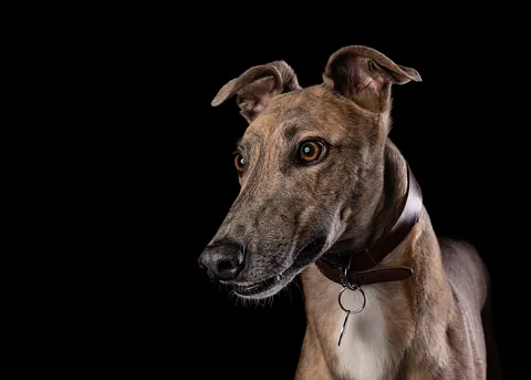 Grey hound portrait